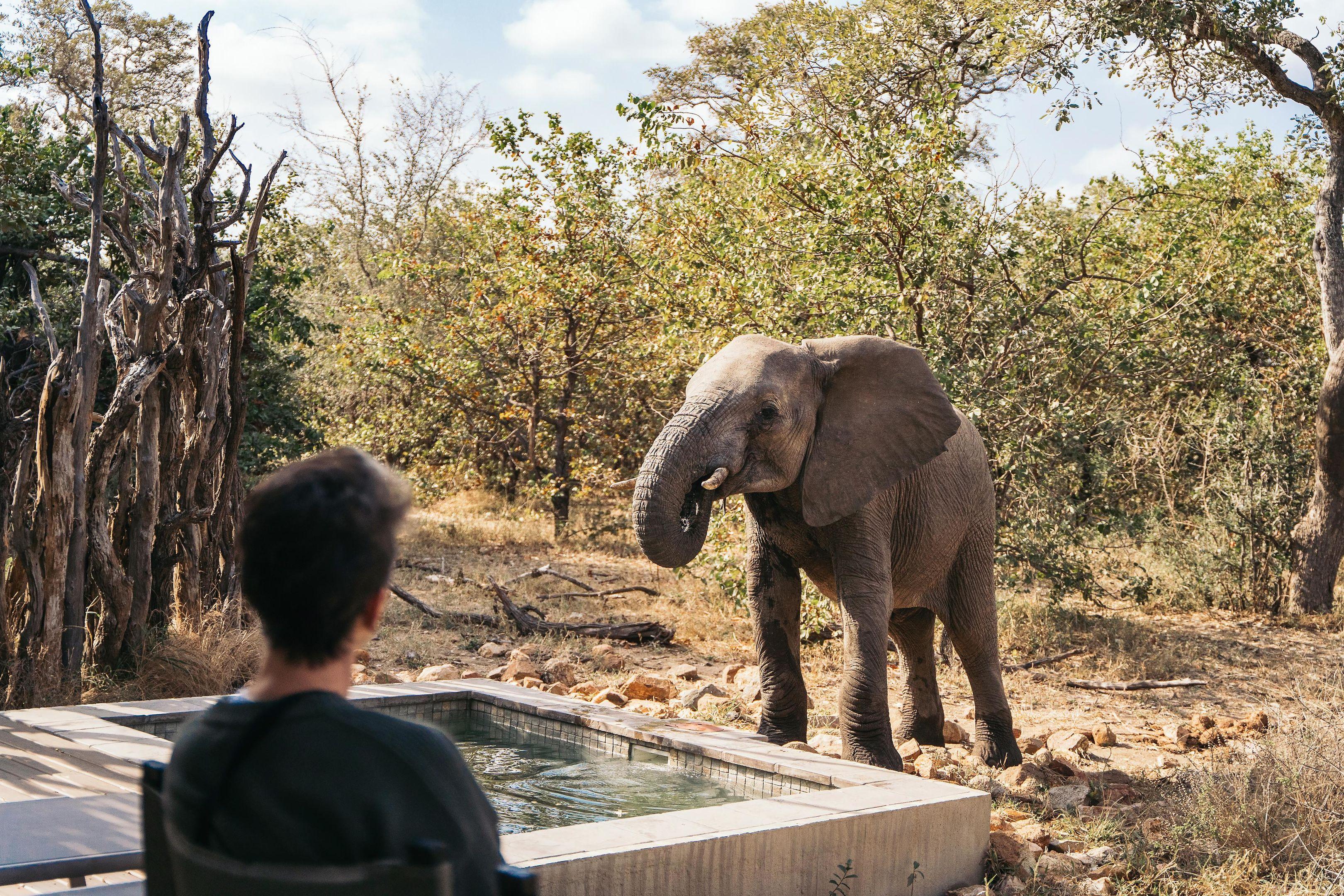 Simbavati River Lodge — photo 4