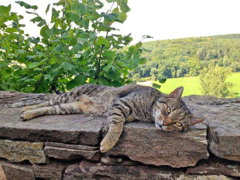 Burg Trendelburg — photo 4