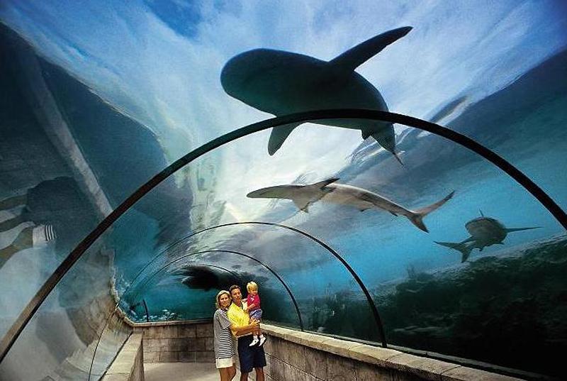 The Cove Atlantis — photo 3