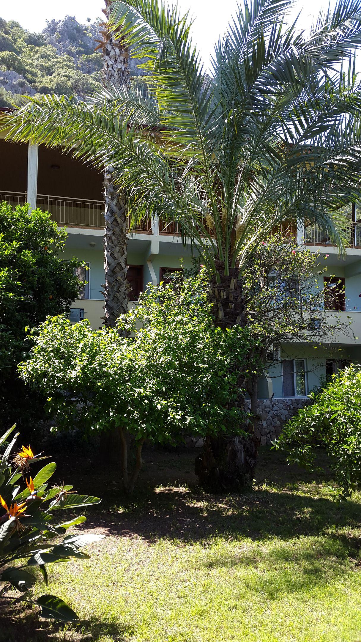 Cirali Hotel — photo 4