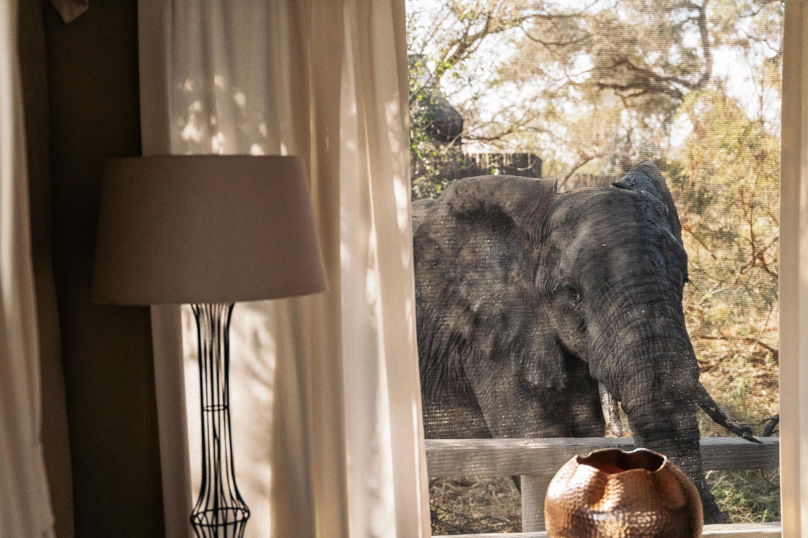 Simbavati River Lodge — photo 2