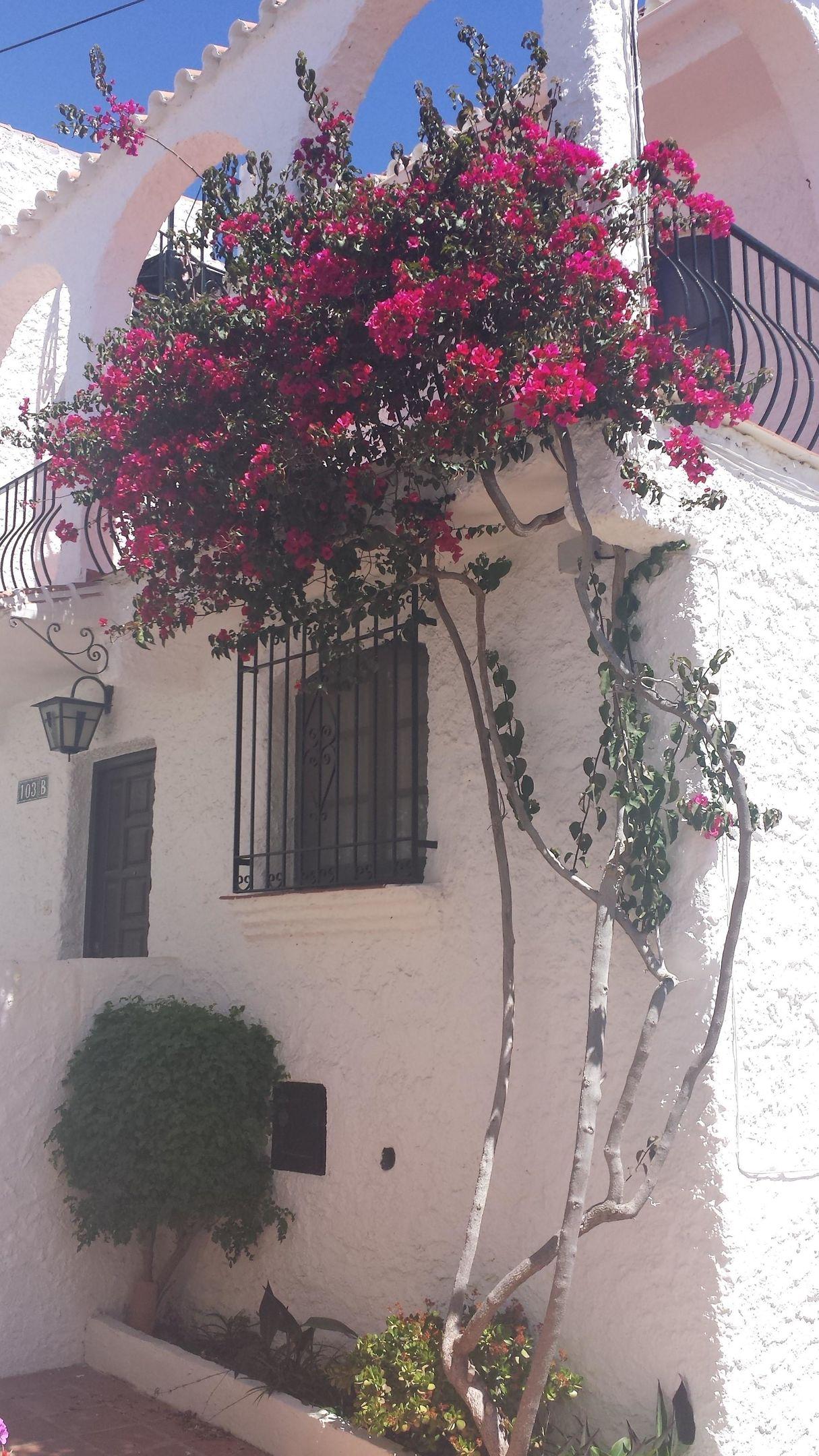 El Capistrano Sur — photo 4