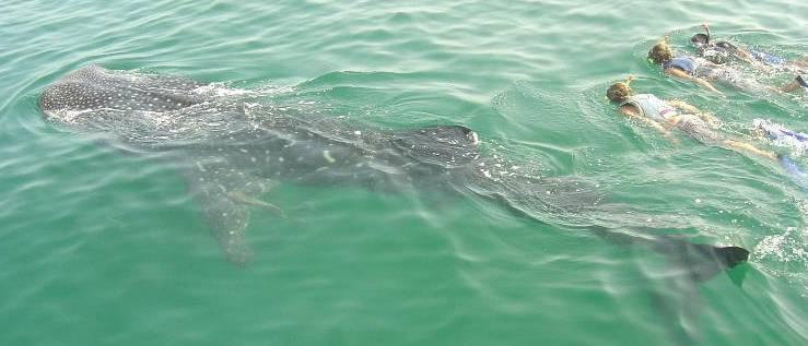 Wayak Holbox — photo 3
