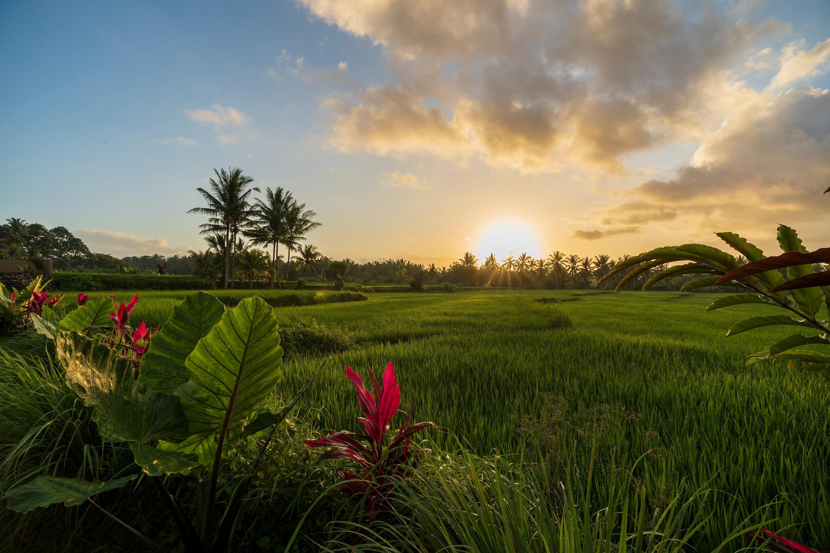 Beehouse Dijiwa Ubud — photo 5
